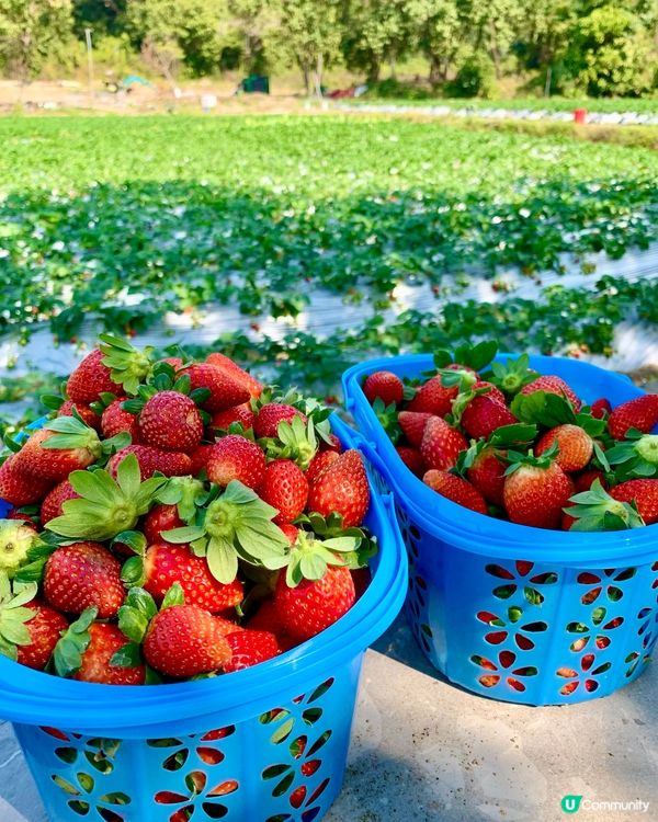 隱世農莊🍓實現士多啤梨自由