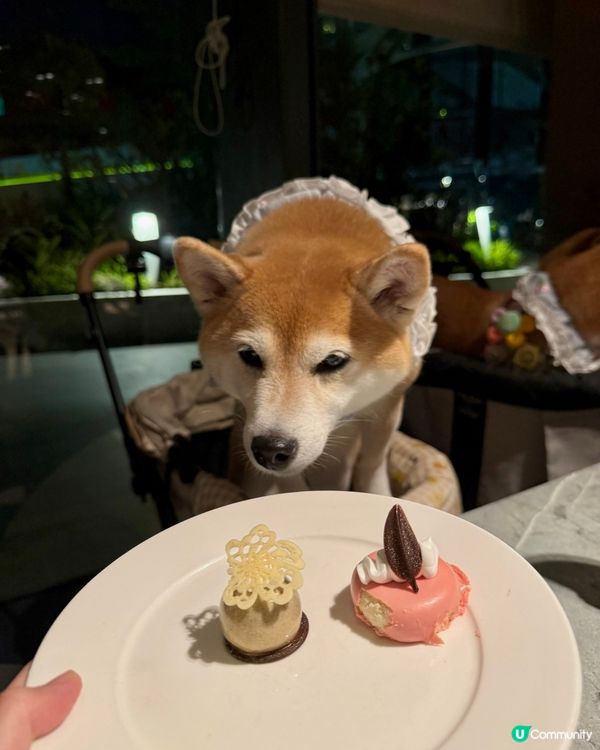 🍽️終於可以坐室內食Buffet🎉