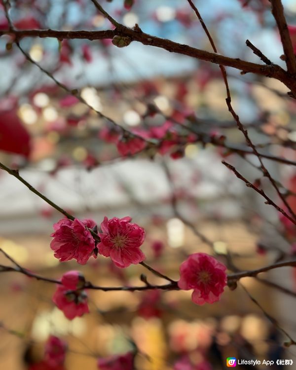 IFC 新年裝飾 🌸 