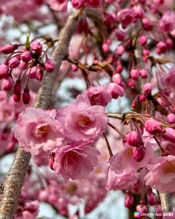 富岩運河環水公園內的櫻花