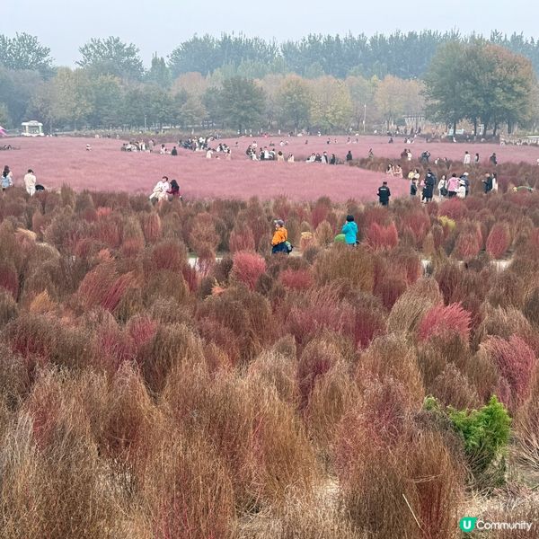 北京奧林匹克公園北園巧遇粉黛草、格桑花海
