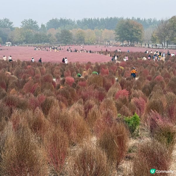 北京奧林匹克公園北園巧遇粉黛草、格桑花海