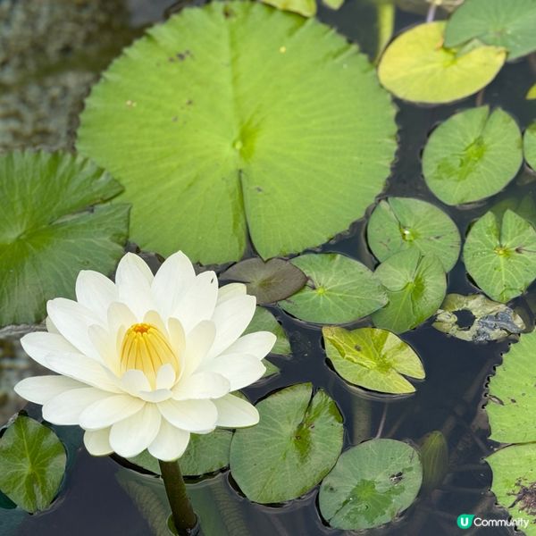 港版小京都🎐清晨漫步賞花🍃🚶‍♀️