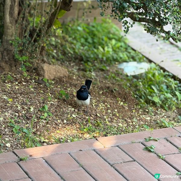 港版小京都🎐清晨漫步賞花🍃🚶‍♀️