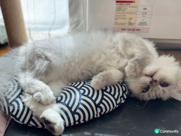 懶洋洋 懶可愛🐱