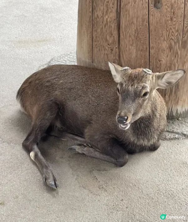 #Chill嘆酒店旅人祭  #別要再蝨眠