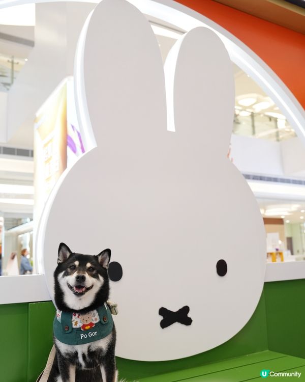 🎄東港城打卡攻略📸！miffy星河祈願之旅 ✨！