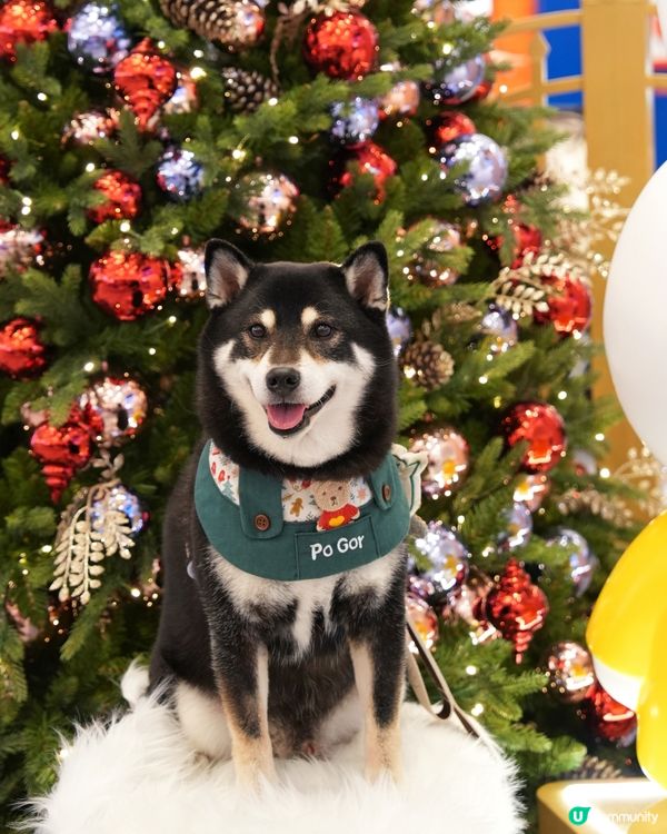 🎄東港城打卡攻略📸！miffy星河祈願之旅 ✨！