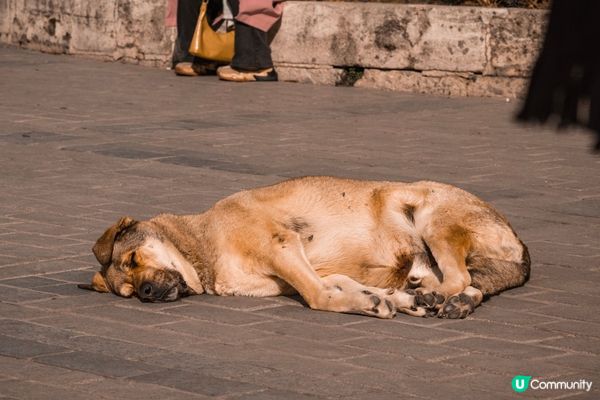 自由奔放嘅狗狗