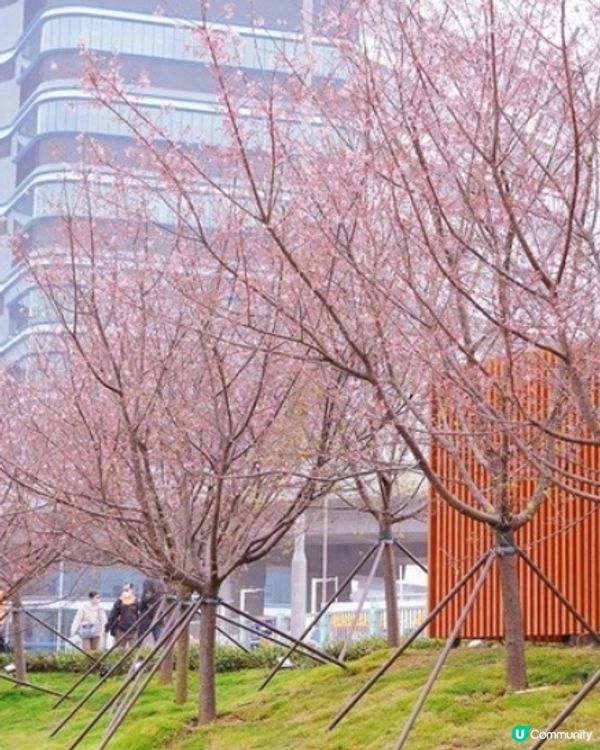 東涌賞櫻🌸2025