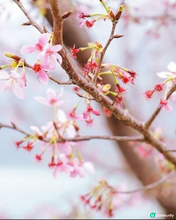 東涌賞櫻🌸2025