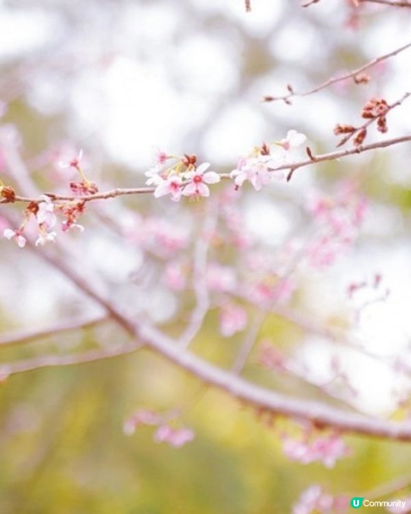 東涌賞櫻🌸2025