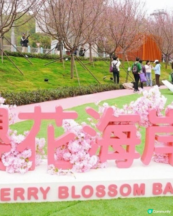 東涌賞櫻🌸2025