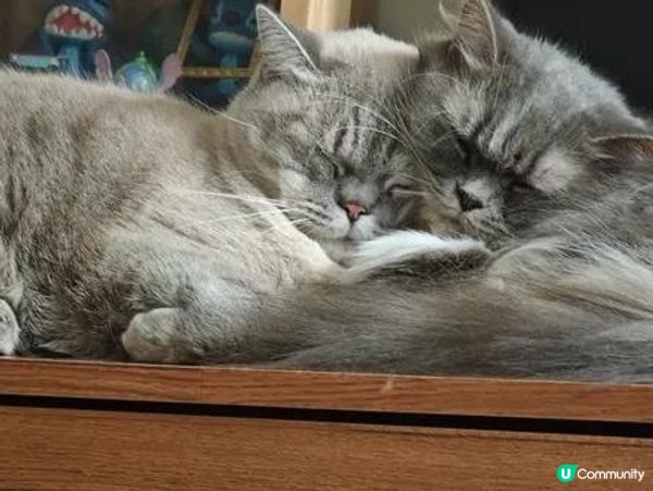 貓都有伴了~😻