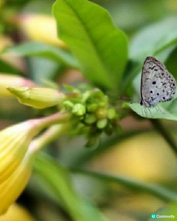由屋邨上山的小徑旁，看到蜜蜂蝴蝶在花間葉叢無憂慮飛舞，生機盎...