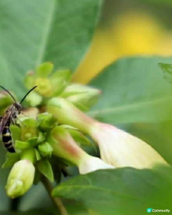 由屋邨上山的小徑旁，看到蜜蜂蝴蝶在花間葉叢無憂慮飛舞，生機盎...