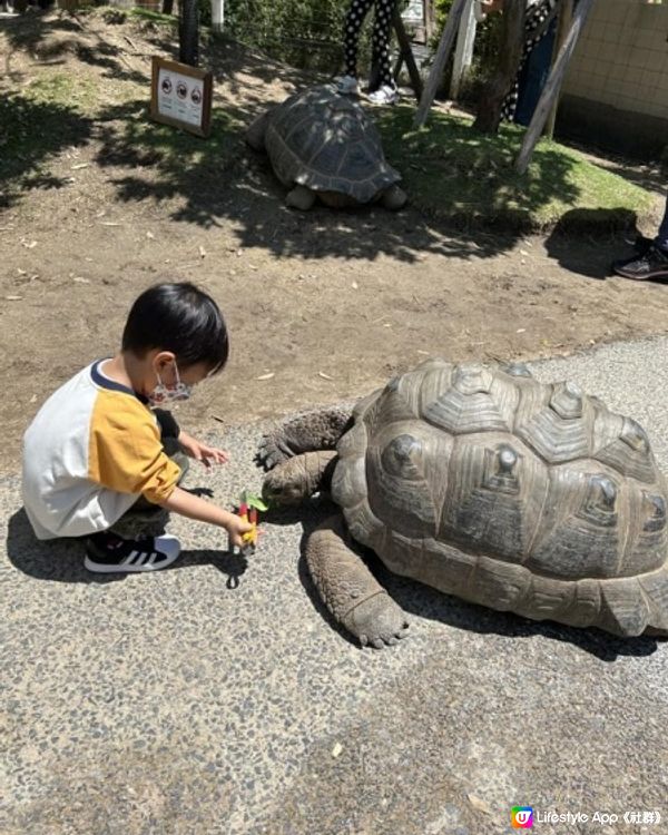 【 近距離親親小動物。神戶動物王國 】