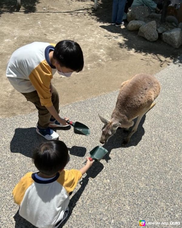 【 近距離親親小動物。神戶動物王國 】