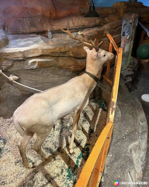 【 集玩樂動物園卡丁車的室內綜合樂園 】