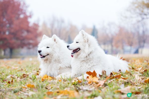同風吹嚟飛去嘅葉玩遊戲，完全唔覺得悶！佢玩到唔捨得返屋企，成...