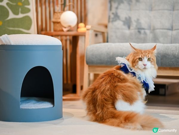 去showroom影靚靚相😸