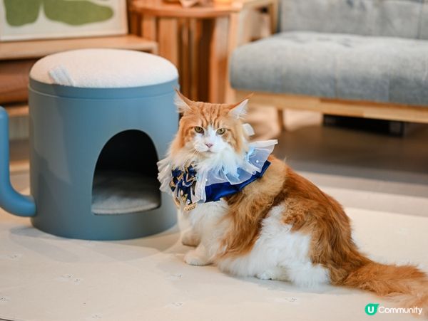 去showroom影靚靚相😸