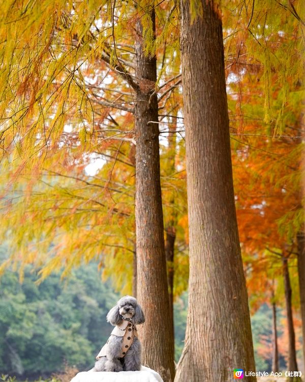 🍂落羽松迎接2024🍃