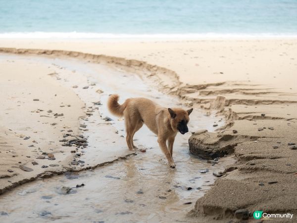 🏝️東平洲|新手都行到!香港地質公園,頁岩+更樓石+龍落水,...