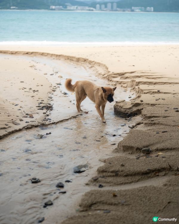 離島尋找可愛狗狗🐶😍