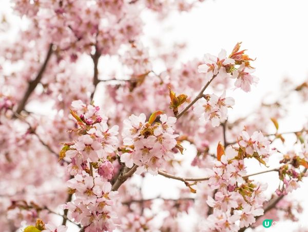 #Chill嘆酒店旅人祭  #別要再蝨眠