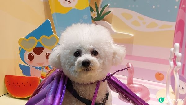 Lumi is a cuddly ball of fluff...