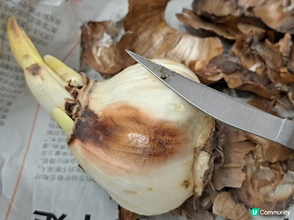 試下切蟹爪水仙球