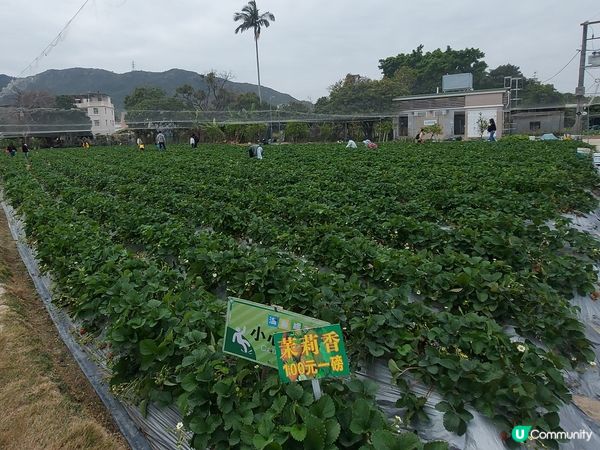 士多啤梨園