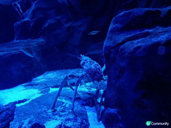 海洋公園太好了！要去很多次不會累,只會發現更多新的景點！希望...