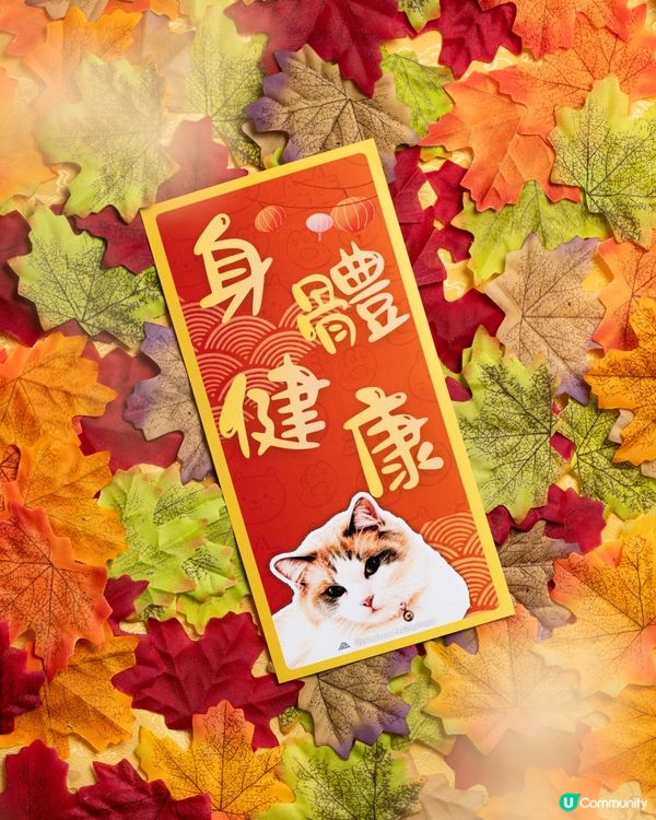 布偶貓 馬年催財秘笈！🐱💰