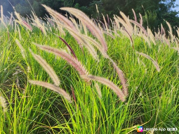 賞草嘅時節@深圳陌上花公園