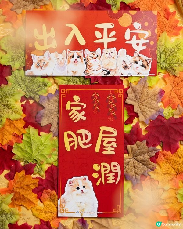 英國長毛貓㊗️你馬年家肥屋潤､出入平安‼️