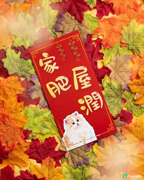 英國長毛貓㊗️你馬年家肥屋潤､出入平安‼️