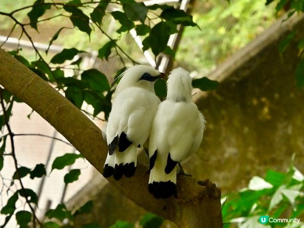 近距離觀賞可愛的小鳥
