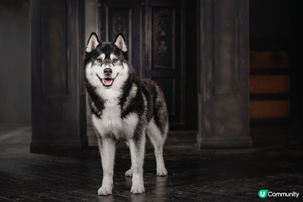 每次行到新地方都會興奮亂跑，好似發現新世界！#主子SPATi...