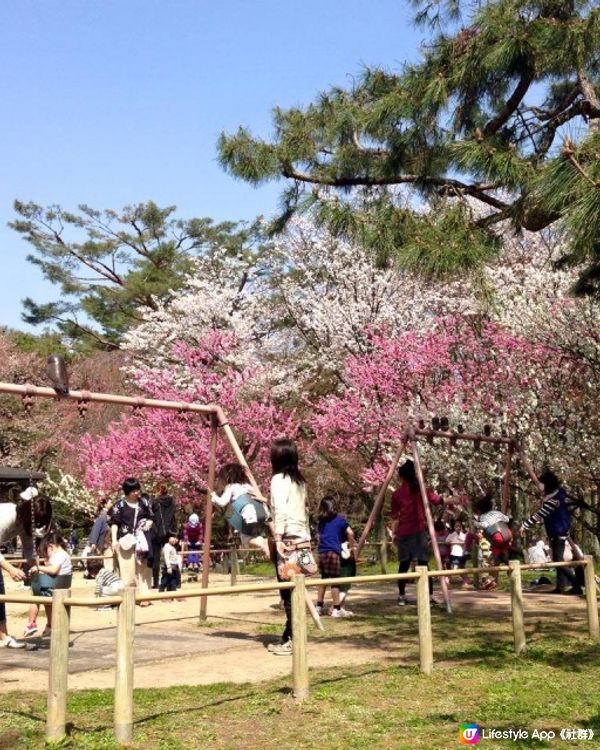 【櫻花2DAY遊】奈良、平野神社、京都御苑 (附短片)