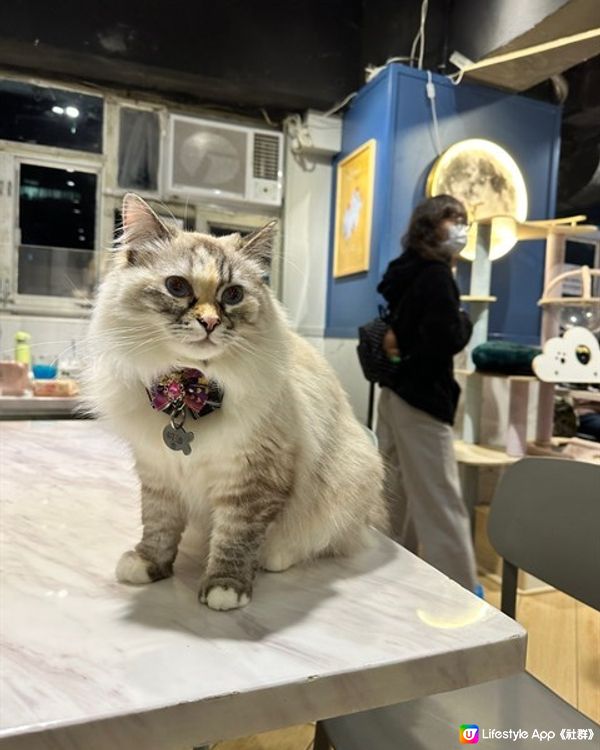 🐱再訪高質貓貓cafe