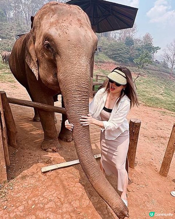 [旅遊]清邁｜elefin farm & cafe 大象咖啡廳 免低消！泰銖$100餵食拍照拍到飽