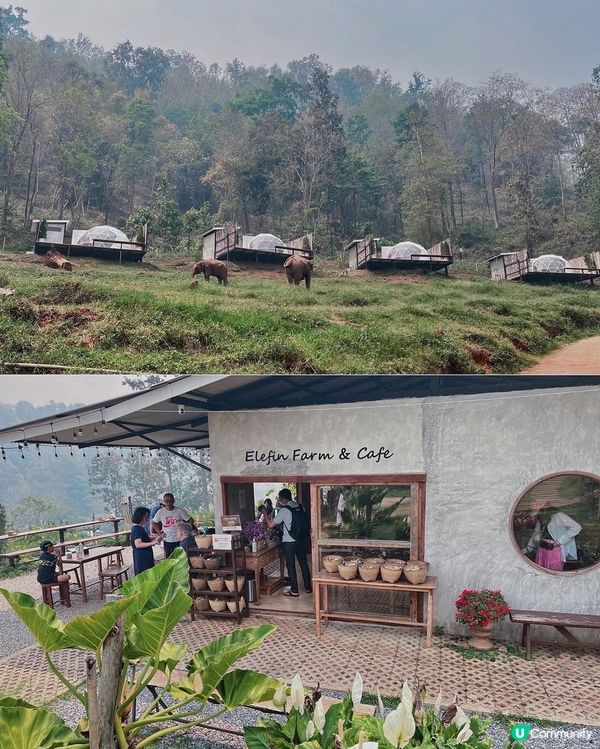 [旅遊]清邁｜elefin farm & cafe 大象咖啡廳 免低消！泰銖$100餵食拍照拍到飽