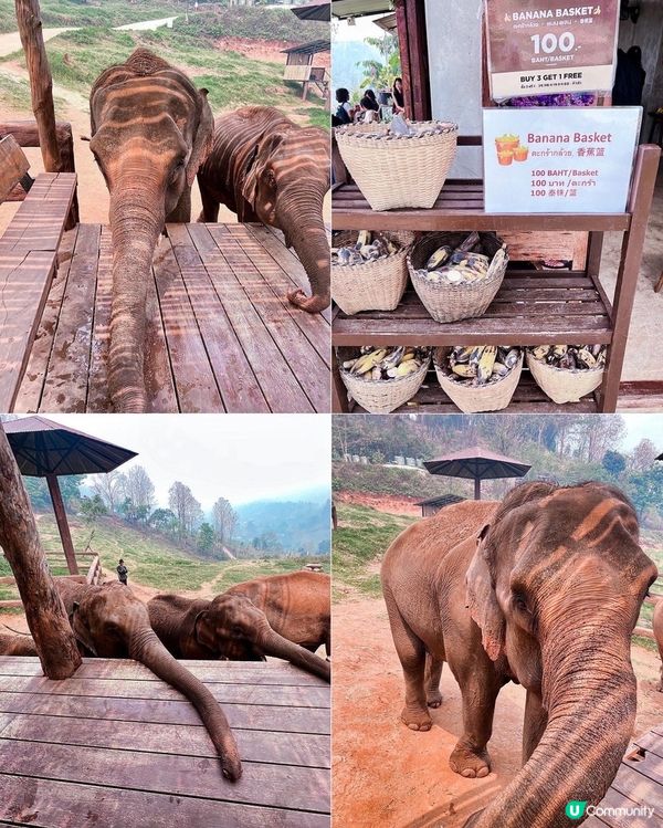 [旅遊]清邁｜elefin farm & cafe 大象咖啡廳 免低消！泰銖$100餵食拍照拍到飽