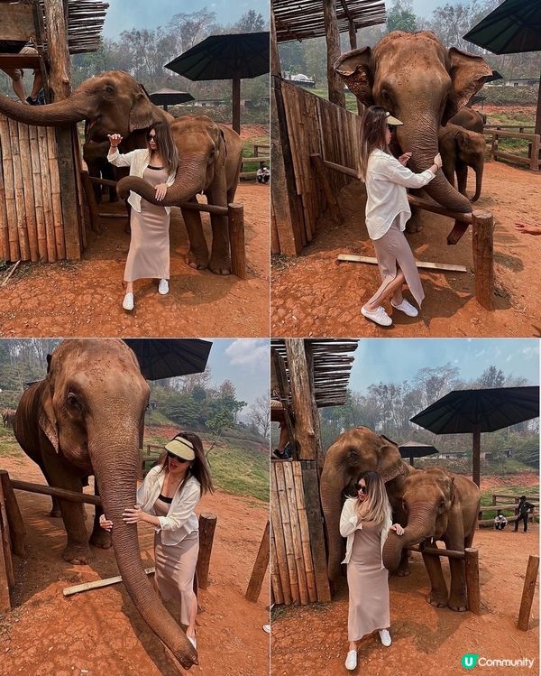 [旅遊]清邁｜elefin farm & cafe 大象咖啡廳 免低消！泰銖$100餵食拍照拍到飽