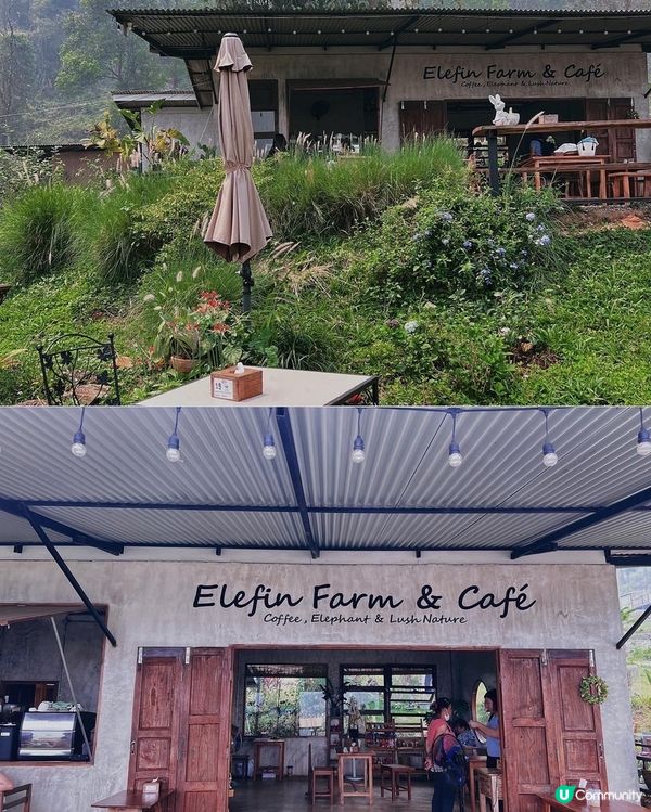 [旅遊]清邁｜elefin farm & cafe 大象咖啡廳 免低消！泰銖$100餵食拍照拍到飽