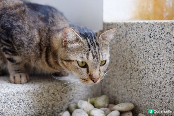 泰國住villa見到嘅肥肥小貓 以為係流浪貓 係咁嗲人 差d...