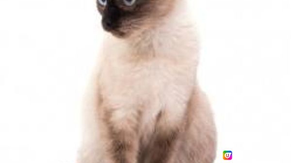 能透過觀察貓咪的皮毛顏色圖案來判斷它的個性嗎？(4 - 其他)