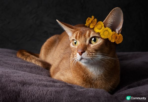 有時瞓到四腳朝天，唔知佢係貓定係攤屍。#主子SPATime